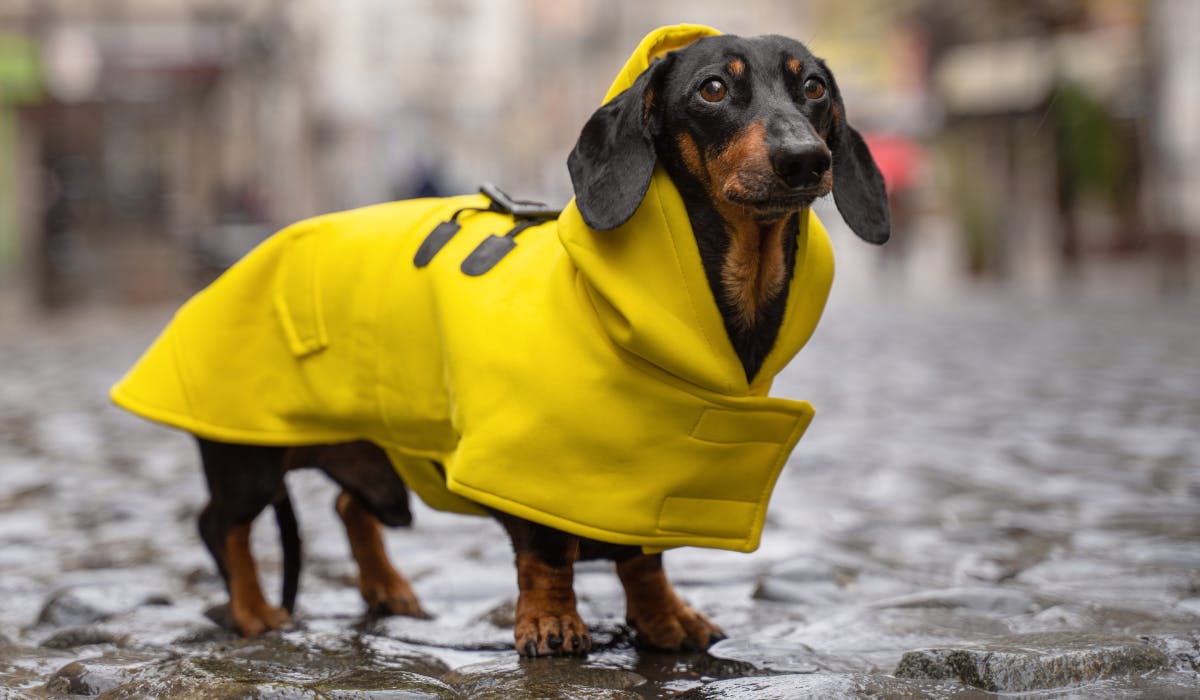 Best Dog Coats 2022 Life Yours